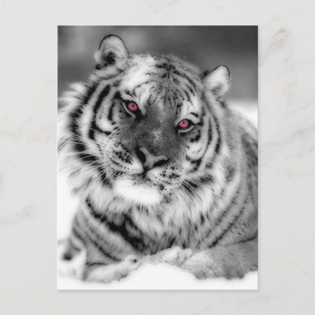 Rosa Eyed Tiger Vykort (Framsida)