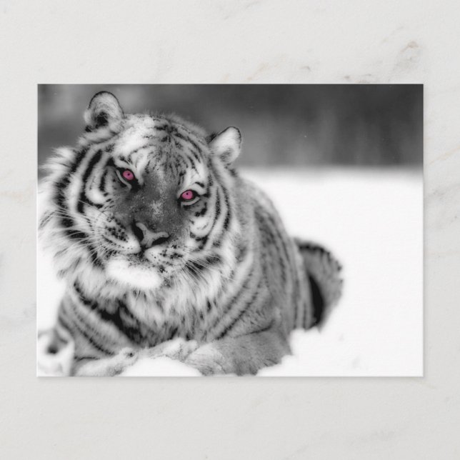 Rosa Eyed Tiger Vykort (Framsida)