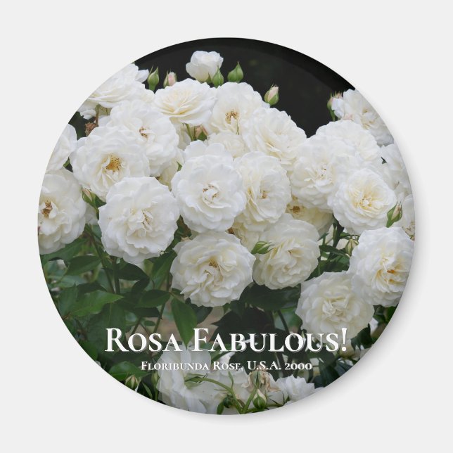 Rosa Fabulous! Magnet (Framsidan)