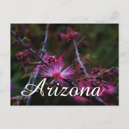 Rosa Fairy Duster, Arizona-vykort Vykort