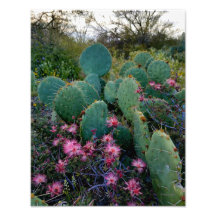 Rosa Fairy Duster Flowers & Prickly Pear Cactus