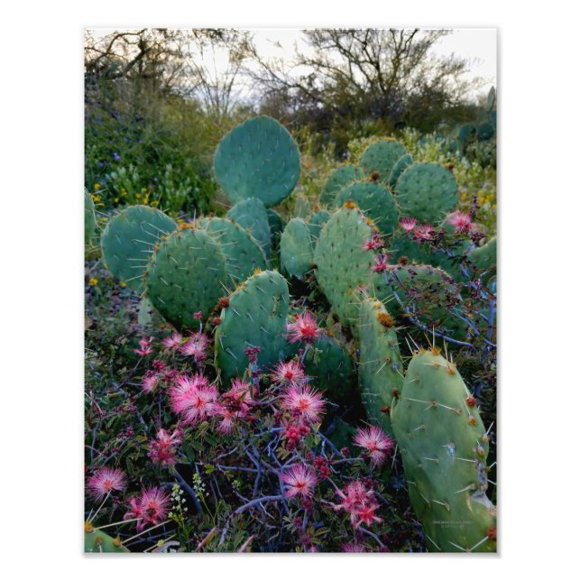 Rosa Fairy Duster Flowers & Prickly Pear Cactus Fototryck (Framsidan)