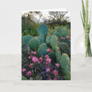 Rosa Fairy Duster Flowers & Prickly Pear Cactus Kort