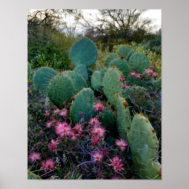 Rosa Fairy Duster Flowers & Prickly Pear Cactus Poster (Framsidan)