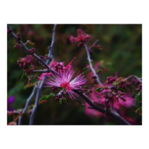 Rosa Fairy duster Fototryck