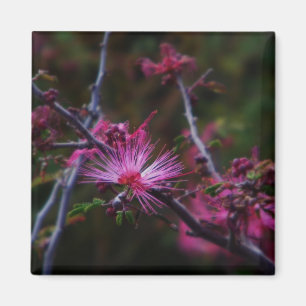 rosa Fairy duster magnet