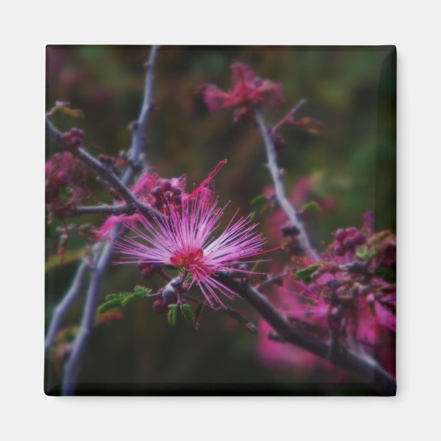 rosa Fairy duster magnet (Framsidan)