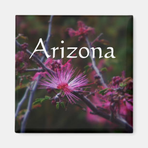 rosa Fairy duster magnet, Arizona Magnet