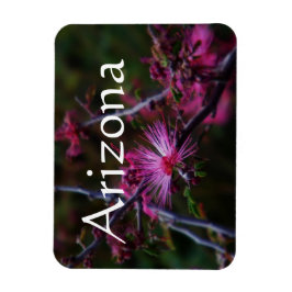 rosa Fairy duster magnet, Arizona Magnet