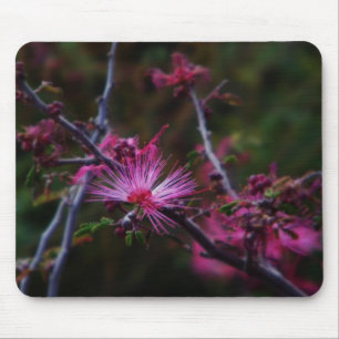Rosa Fairy duster Musmatta