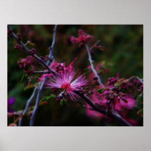 Rosa Fairy Duster print Poster