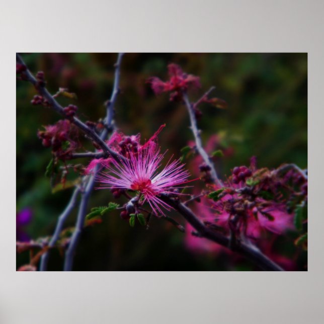 Rosa Fairy Duster print Poster (Framsidan)