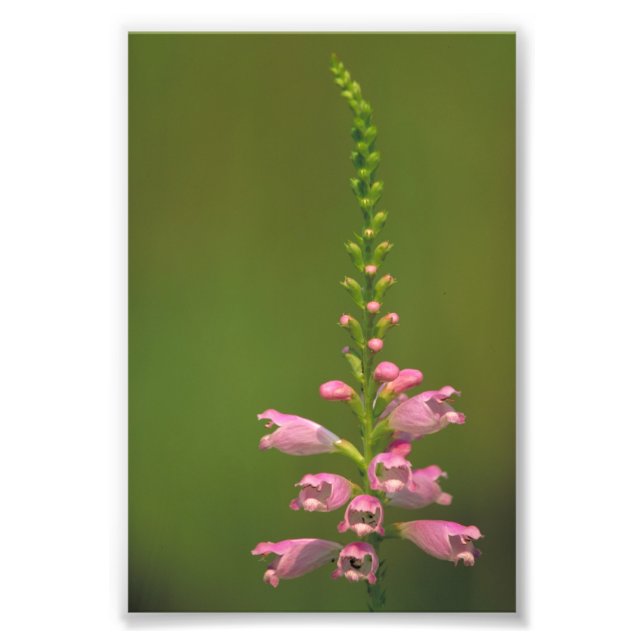Rosa False Dragonhead Flower Fototryck (Framsidan)