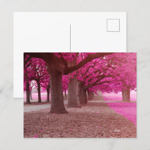 Rosa Fantasy-parken Vykort