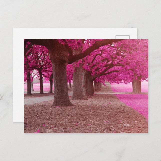 Rosa Fantasy-parken Vykort (Fram/baksida)