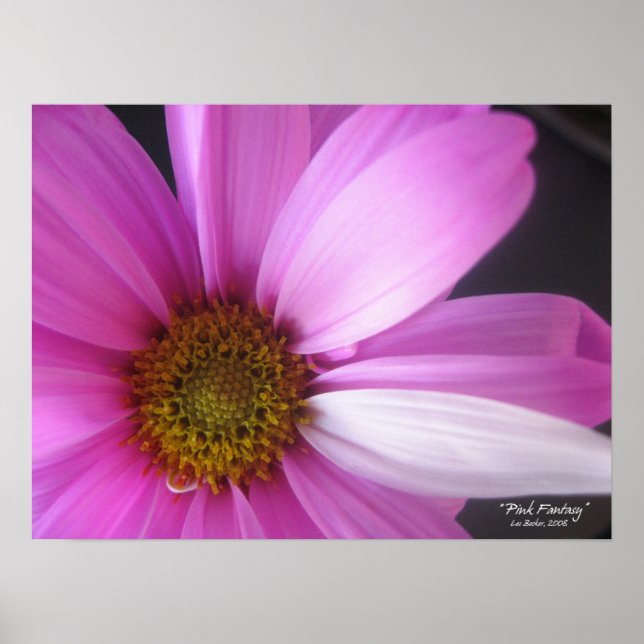 Rosa Fantasy - Poster (Framsidan)