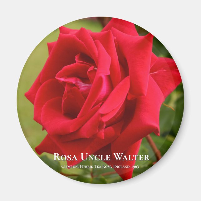 Rosa farbror Walter Magnet (Framsidan)