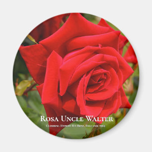 Rosa farbror Walter Magnet
