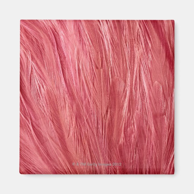 Rosa Feathers Magnet (Framsidan)