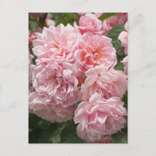 Rosa Felicia Rosor Postkort Vykort