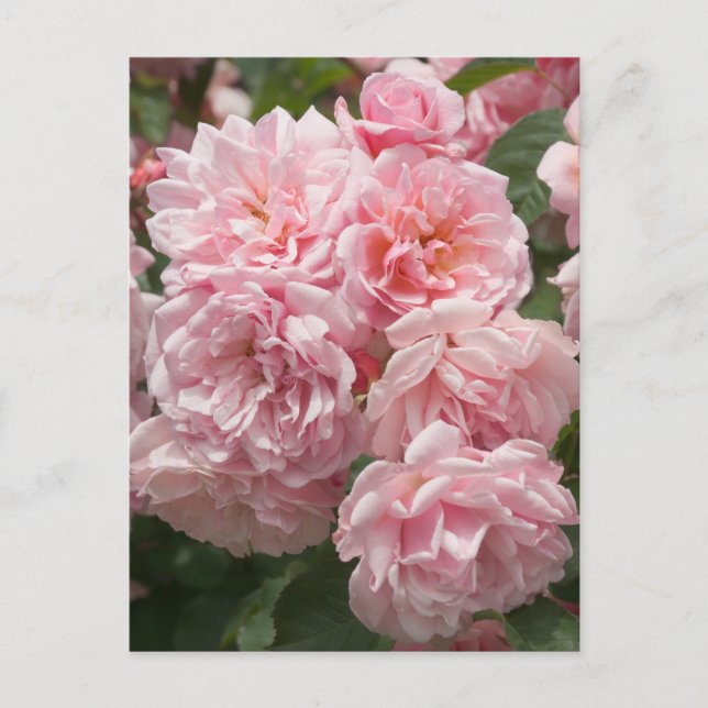 Rosa Felicia Rosor Postkort Vykort (Framsida)