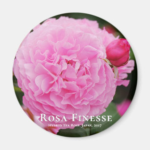 Rosa Finesse マ グ ネ ッ ト Magnet
