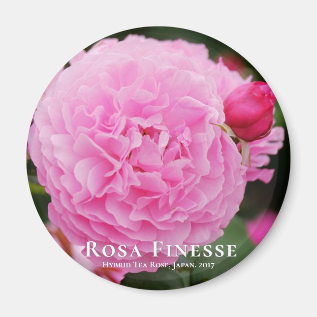 Rosa Finesse マ グ ネ ッ ト Magnet (Framsidan)