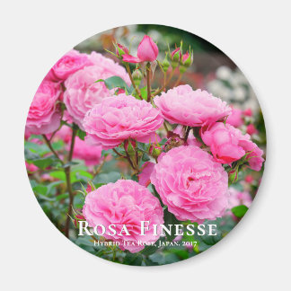 Rosa Finesse マ グ ネ ッ ト Magnet