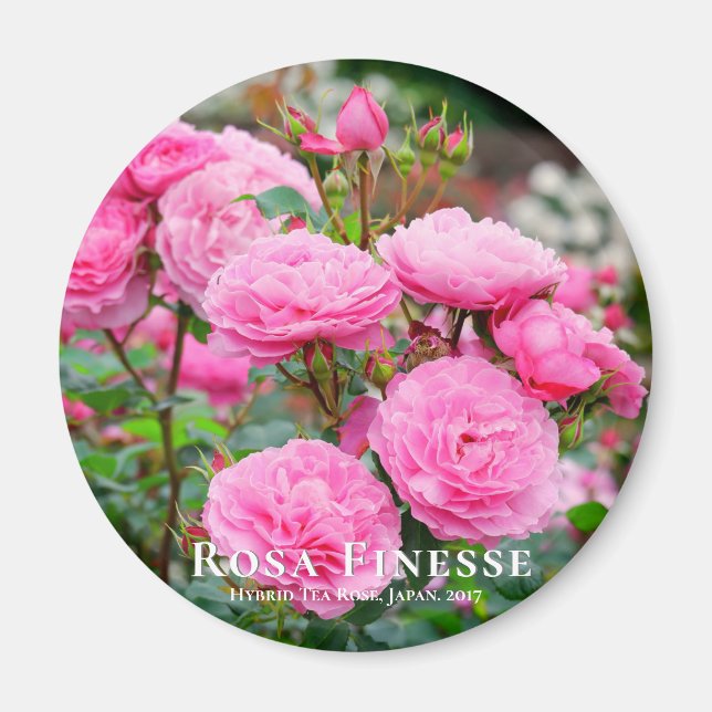 Rosa Finesse マ グ ネ ッ ト Magnet (Framsidan)