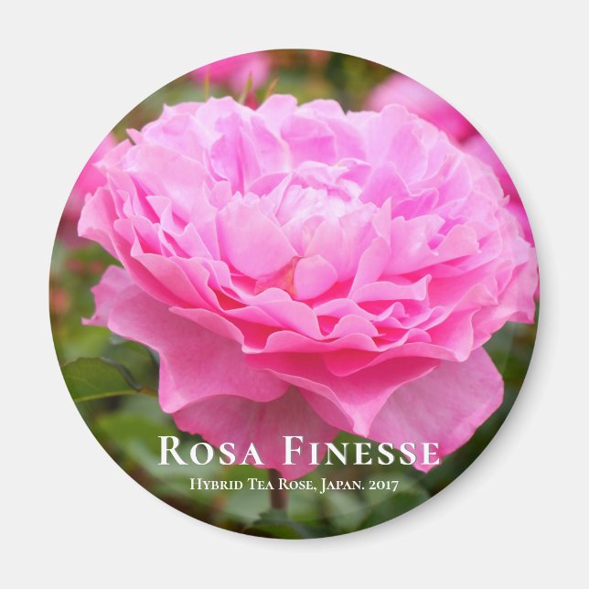 Rosa Finesse Magnet (Framsidan)