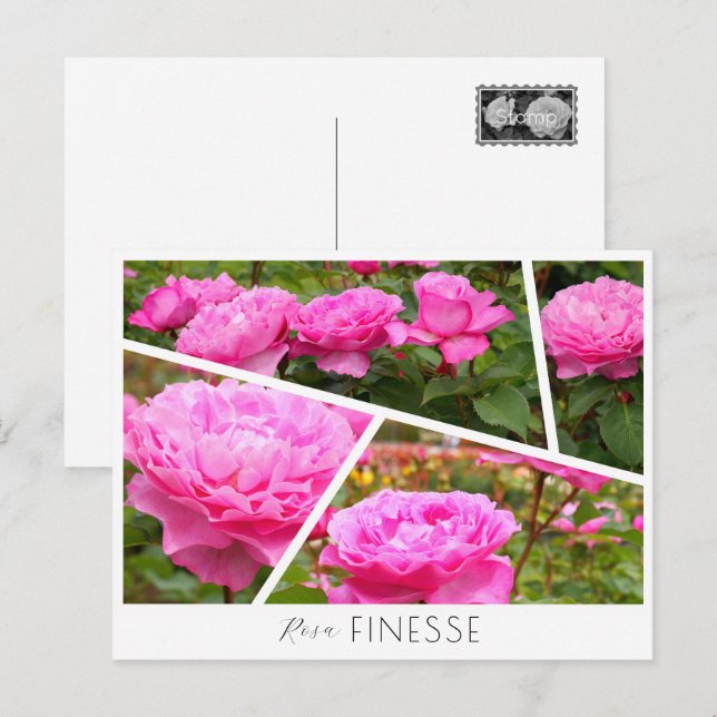 Rosa Finesse Vykort (Fram/baksida)