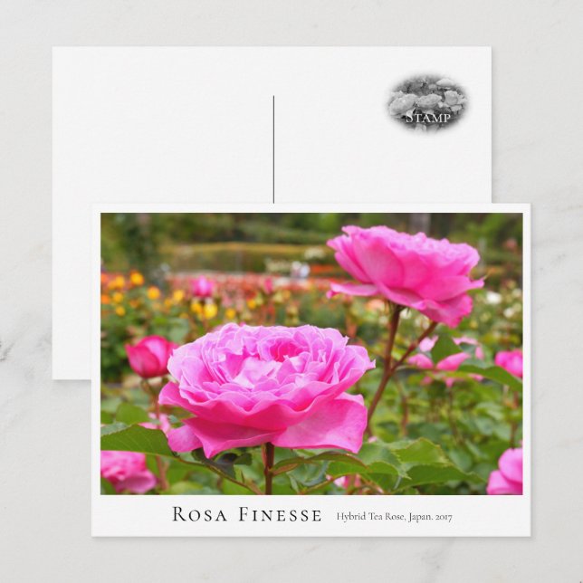 Rosa Finesse Vykort (Fram/baksida)
