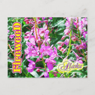 Rosa Fireweed-blommor i Alaska Vykort