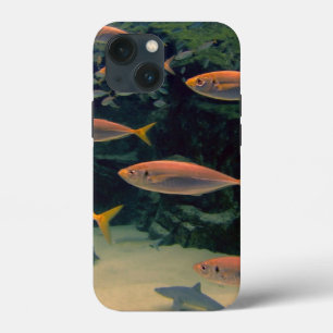 Rosa Fish Shoal