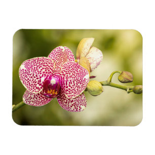 Rosa fläckig orkidé magnet