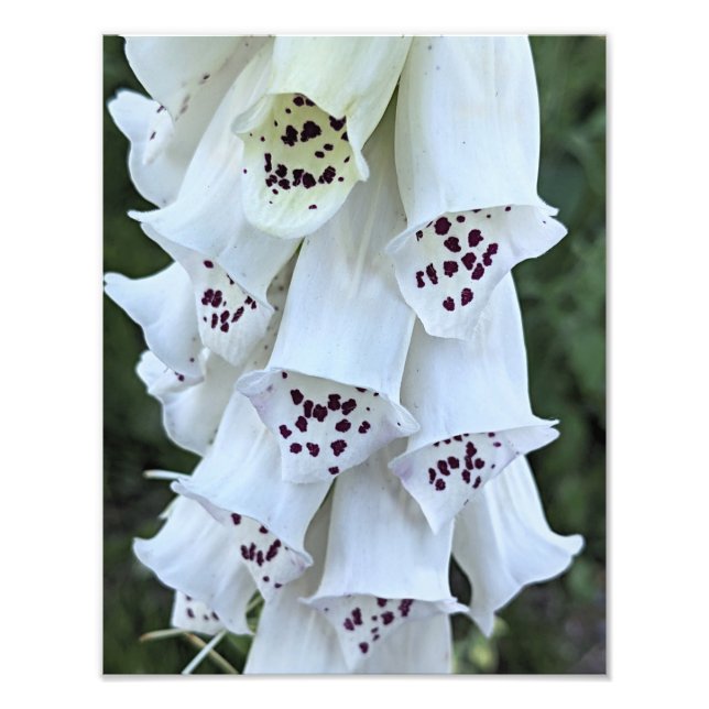 Rosa fläckig vit digitalis blomma fototryck (Framsidan)