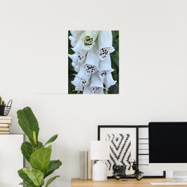 Rosa fläckig vit digitalis blomma poster