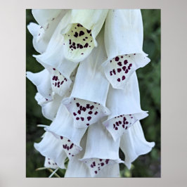 Rosa fläckig vit digitalis blomma poster