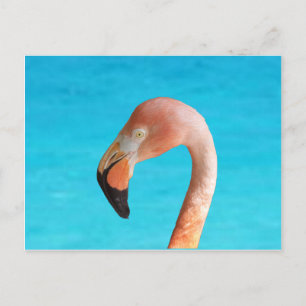 Rosa flamingo ansikte mot blå vatten på helg vykort