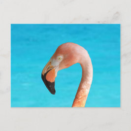 Rosa flamingo ansikte mot blå vatten på vykort