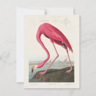 Rosa Flamingo av John Audubon Vykort