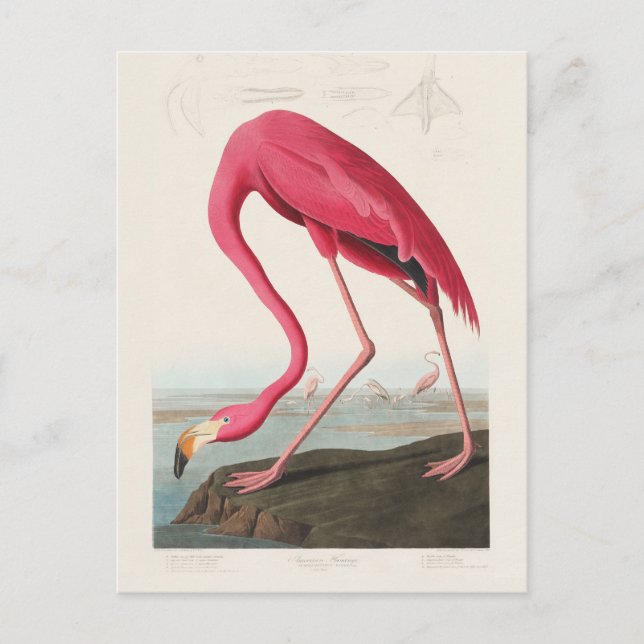Rosa Flamingo av John Audubon Vykort (Framsida)