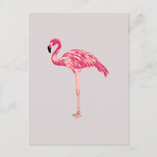 Rosa Flamingo Bird Illustration Postcard Vykort