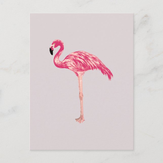 Rosa Flamingo Bird Illustration Postcard Vykort (Framsida)