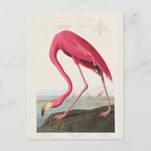 Rosa Flamingo, Birds of America av J.J. Audukol Vykort