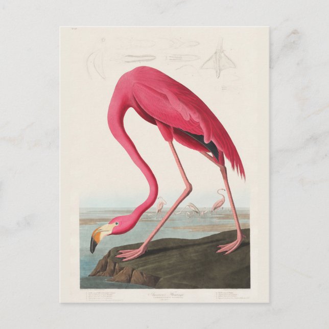 Rosa Flamingo, Birds of America av J.J. Audukol Vykort (Framsida)