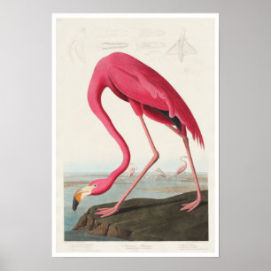 Rosa Flamingo by Audubon Poster