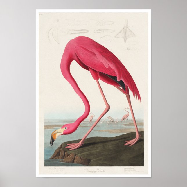 Rosa Flamingo by Audubon Poster (Framsidan)