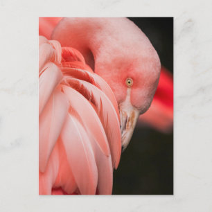 Rosa Flamingo Close-up Photo Postcard Vykort