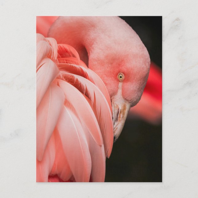Rosa Flamingo Close-up Photo Postcard Vykort (Framsida)